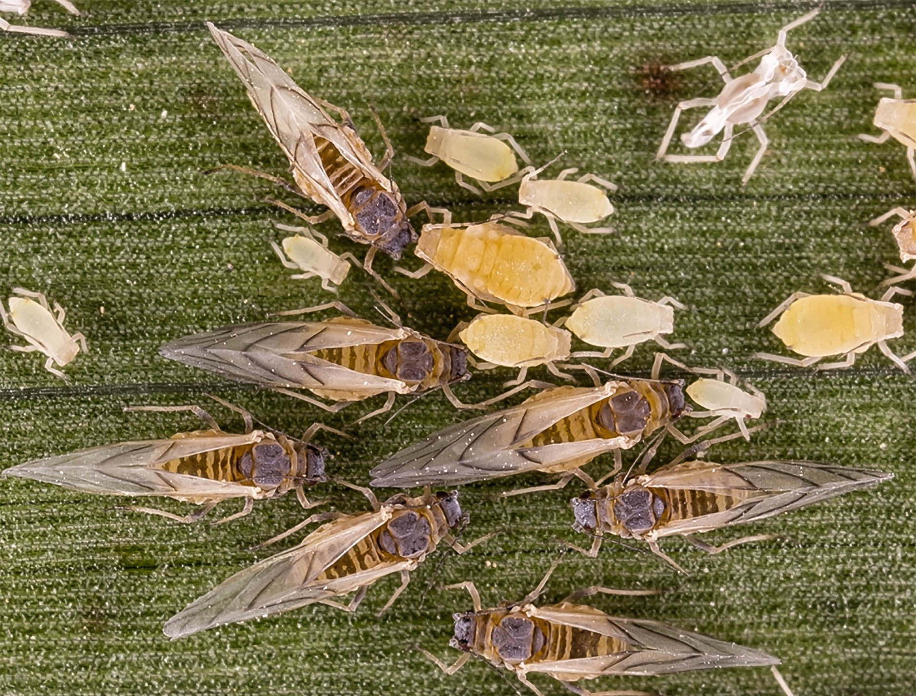 The image shows both winged and wingless sugarcane aphid adults (Melanaphis sacchari) on a leaf surface, along with their nymphs. The winged adults have transparent wings folded over their bodies, while the wingless adults are yellow and pear-shaped, similar to the nymphs. These different forms allow the aphids to spread quickly across plants, causing significant damage by sucking plant sap and transmitting diseases, primarily in sugarcane and sorghum crops.